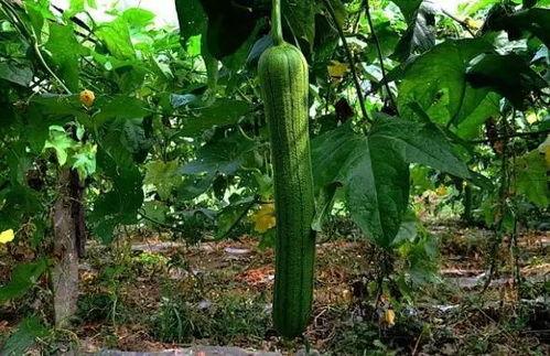 宜兴吃瓜爆料
